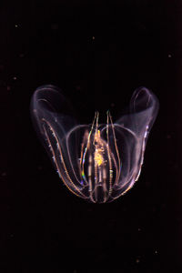 Close-up of jellyfish swimming in sea