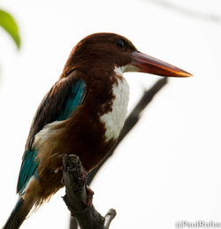 Close-up of bird perching