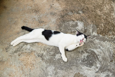 High angle view of cat lying on floor