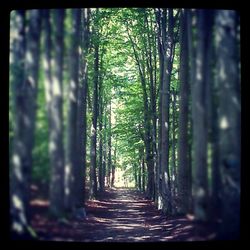 Road passing through forest