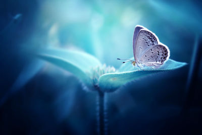 Close-up of bog copper butterfly on leaf