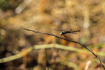 Close-up of dragonfly on twig