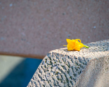 Close-up of yellow flower on geometrical rock