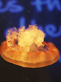 Close-up of jellyfish in aquarium