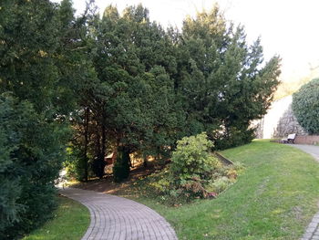 View of trees in park