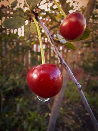 Close-up of apples on tree