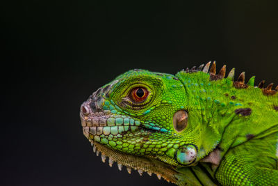 Close-up of lizard against black background