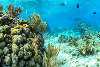 Caribbean spiny lobster on coral head