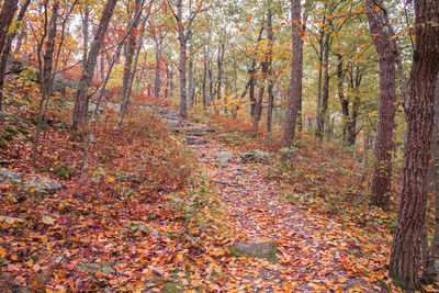 Trees in forest during autumn