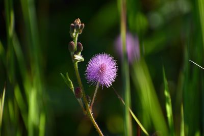 Close-up of purple flowering plant