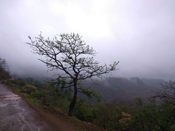 Tree by road against sky