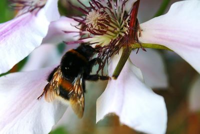 Close-up of bee on white flower