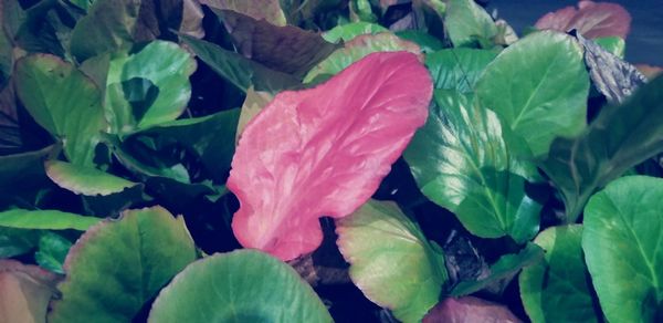 Close-up of flower and leaves