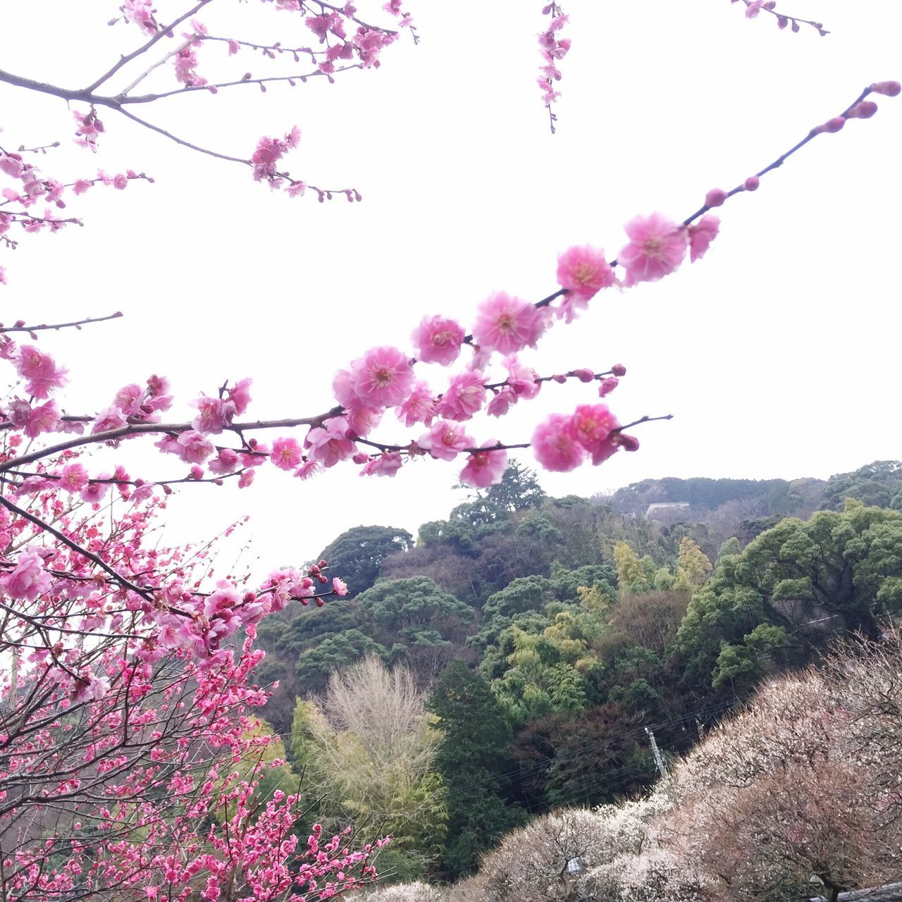 flower, tree, freshness, growth, beauty in nature, pink color, clear sky, nature, fragility, branch, blooming, blossom, in bloom, low angle view, scenics, springtime, sky, tranquility, mountain, cherry tree