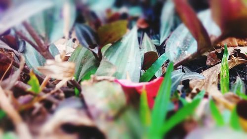 Close-up of leaves