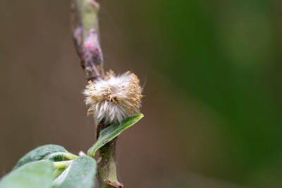 Close-up of wilted plant