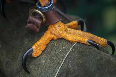 Close-up of hawk talon