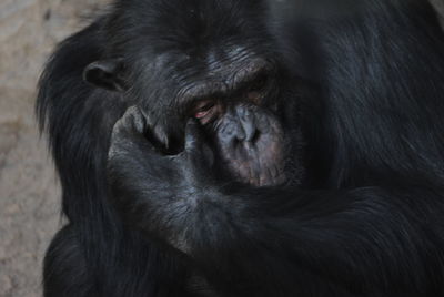 Close-up of monkey relaxing outdoors