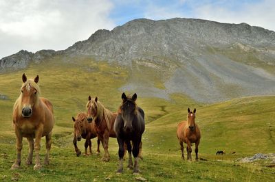 A herd of horses in the mountain prairie. cantabric ridge, ubiña mountains. asturias, spain.