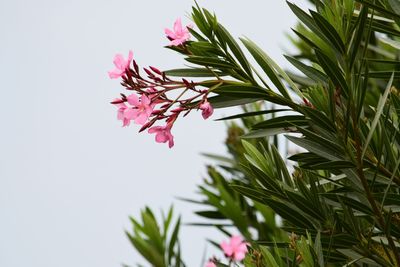 Close-up of pink flowers