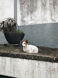 Cat sitting on footpath