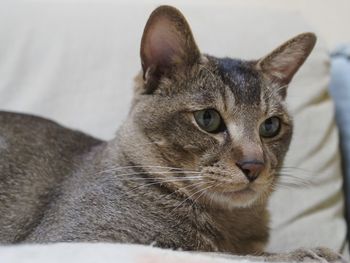 Close-up portrait of cat
