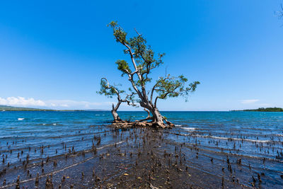 Tree by sea against blue sky