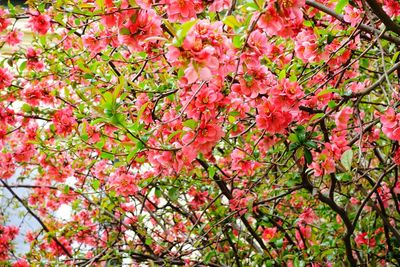 Low angle view of cherry blossoms in spring