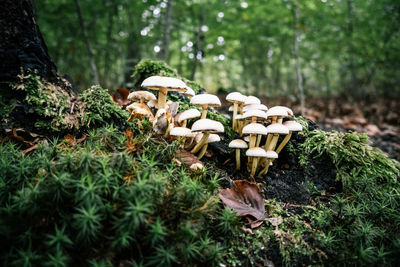 Mushrooms growing on field