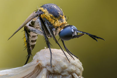 Close-up of butterfly pollinating on flower