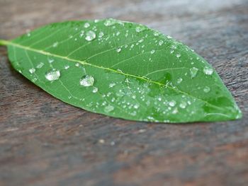 Close-up of raindrops on leaf