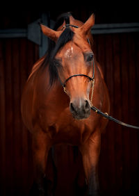 Portrait of horse standing in stable