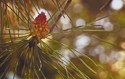 Close-up of red flower growing on tree