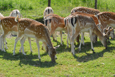 Fallow deers on the meadow of a farm.