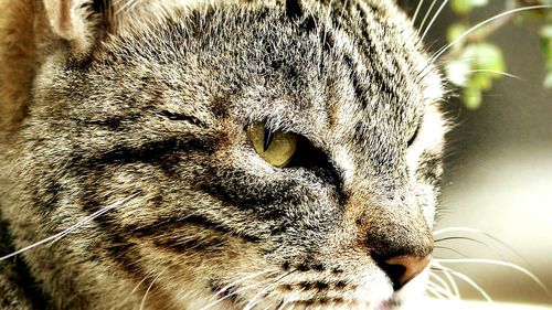 Close-up portrait of cat