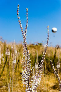 Close-up of water drops on plant