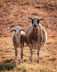 Portrait of sheep and lamb on grass