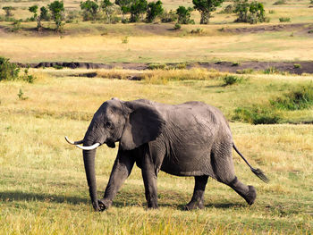 Elephant walking in a field