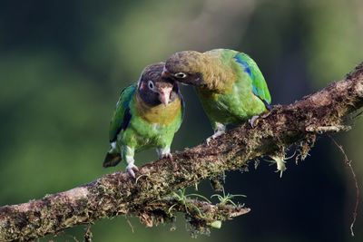 Close-up of parrot perching on branch