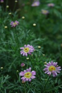 Close-up of pink cosmos flowers blooming outdoors