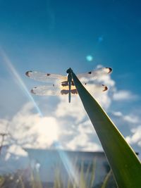 sky