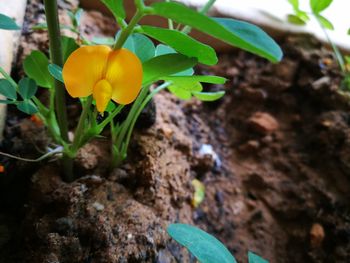 Close-up of yellow flowers blooming outdoors