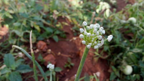 Close-up of white flowers blooming outdoors