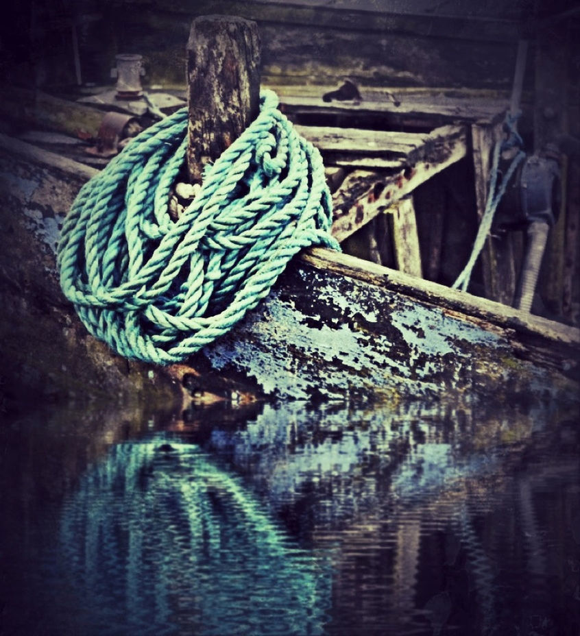 animal themes, one animal, water, animals in the wild, wildlife, bird, outdoors, close-up, blue, nature, no people, auto post production filter, day, high angle view, rope, waterfront, animals in captivity, focus on foreground, wood - material