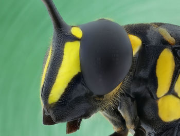 Close-up of yellow butterfly