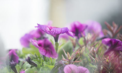 Close-up of purple crocus flowers