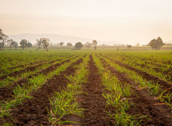 Scenic view of agricultural field against sky