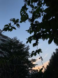 Low angle view of silhouette tree against sky