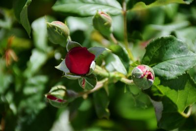 Close-up of red berries growing on plant