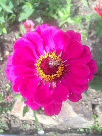 Close-up of pink flower